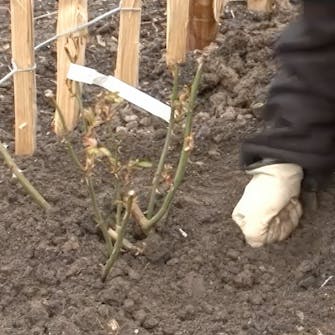 roser planting roser planting